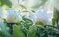 White Tree Peony buds